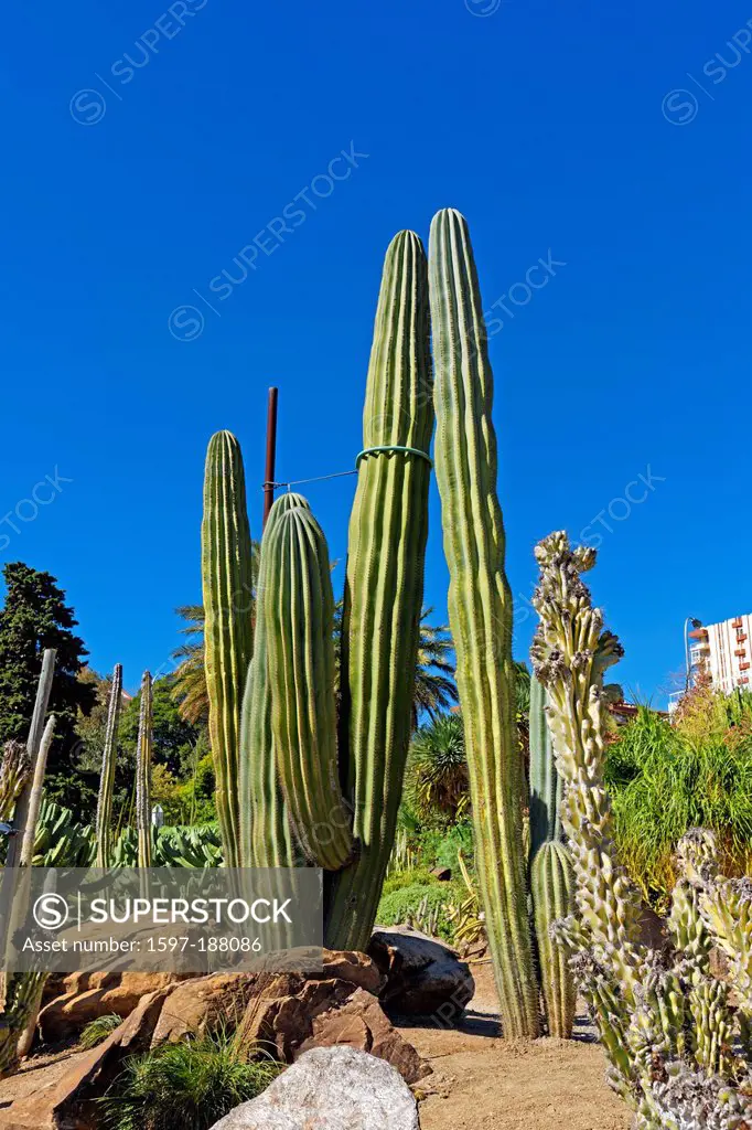 Europe, Spain, ES, Andalusia, Benalmadena Costa, Avenida Federico Garcia Lorca, Parque De La Paloma, Jardin de Cactus, cactus garden, plants, gardens,...