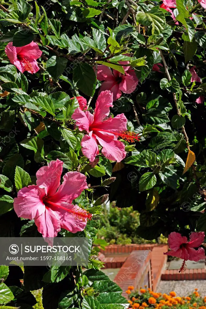 Europe, Spain, ES, Andalusia, Benalmadena Pueblo, Plaza, hibiscus, blossoms, flowers, detail, plants, places, Benalmadena,