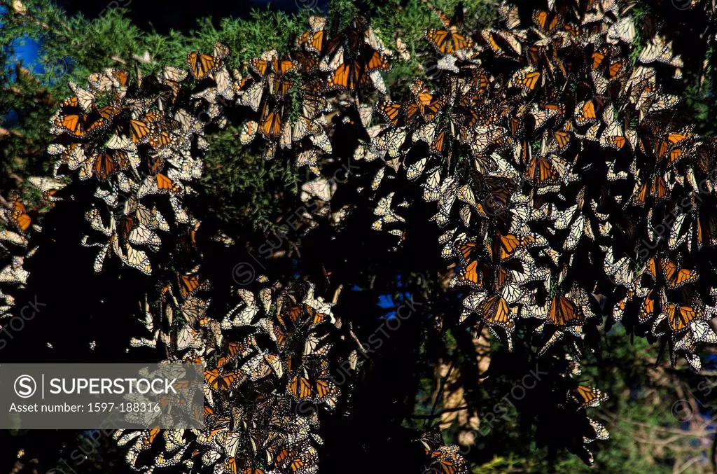 monarch, butterfly, insect, wintering area, Pismo beach, USA, United States, America, California,