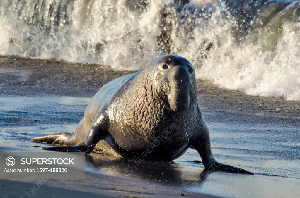 USA, United States, America, California, seal, animal, northern elephant seal, mirounga angustirostris
