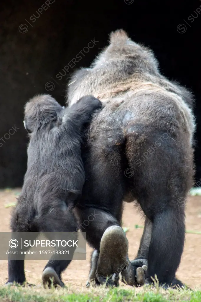 western lowland gorilla, gorilla, animal, young, old, back, gorilla gorilla