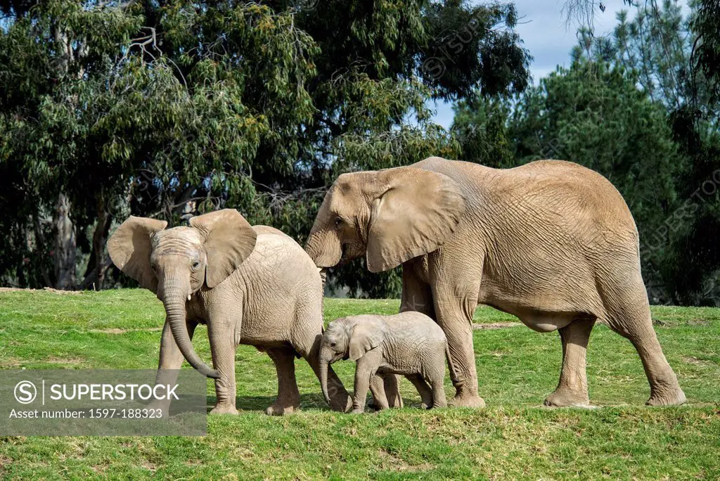 animal, elephant, African elephant, young old,