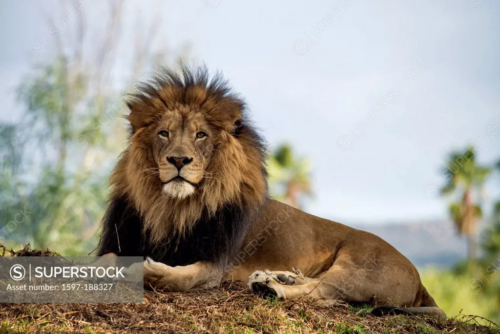 animal, male, lion, panthera leo, head, crest, portrait,