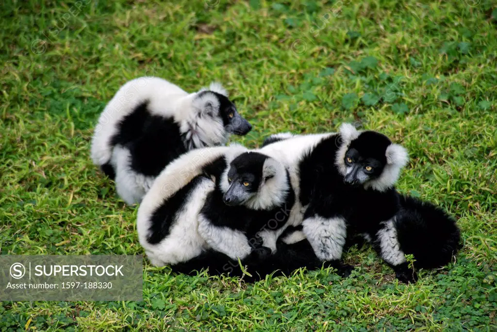 black and white ruffed lemur, lemur, animal, varecia variegata