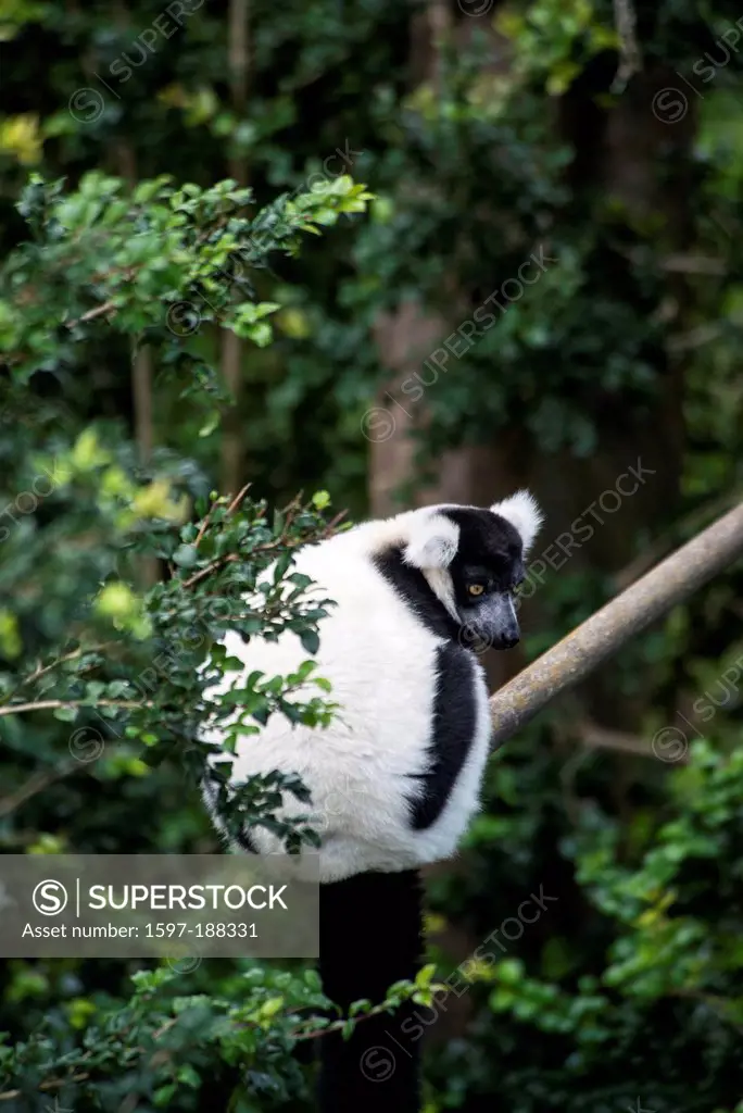 black and white ruffed lemur, lemur, animal, varecia variegata
