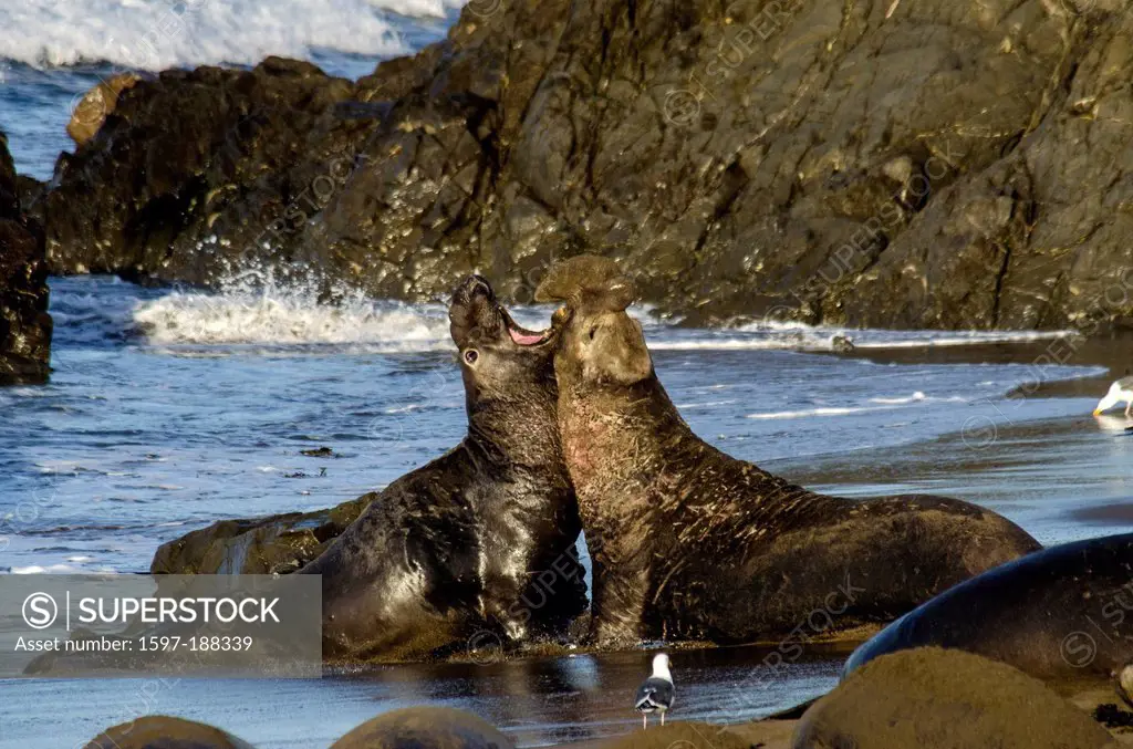 USA, United States, America, California, seal, animal, northern elephant seal, mirounga angustirostris, two