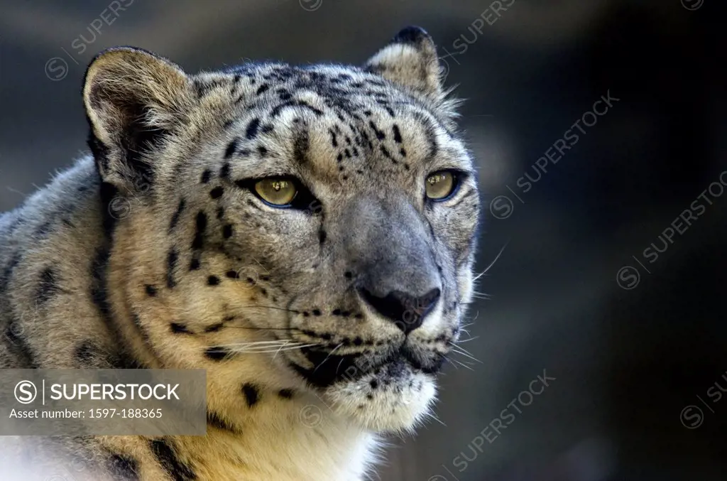 snow leopard, leopard, uncia uncia, animal, portrait