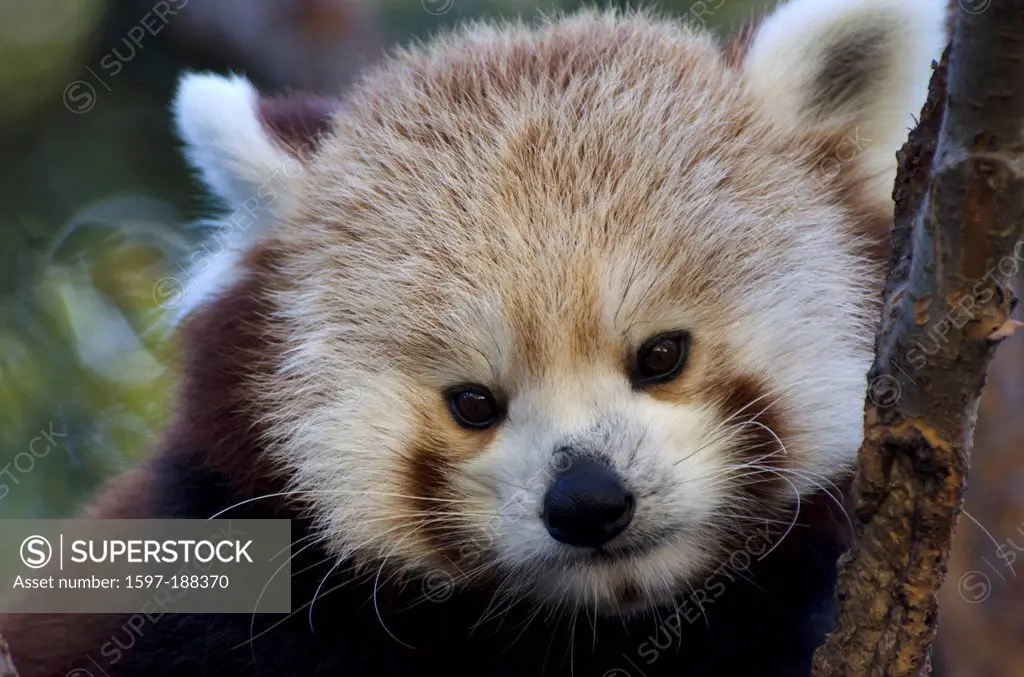 red panda, ailurus fulgens, lesser panda, animal, portrait