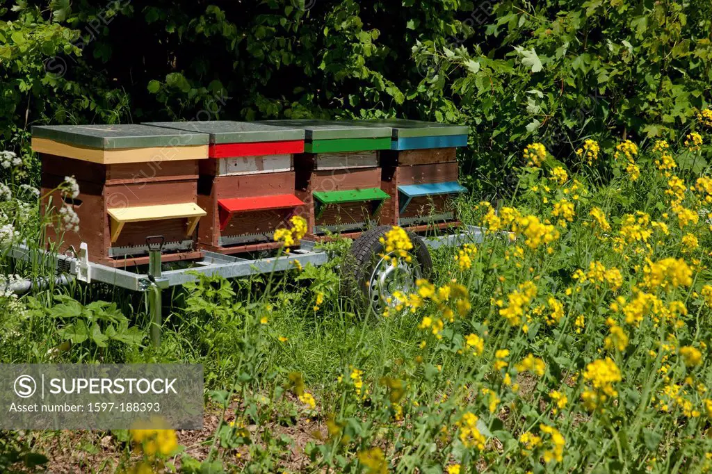 Switzerland, Europe, agriculture, canton, NE, Neuenburg, Neuchatel, Jura, agriculture, bees, beehive, beekeeping,