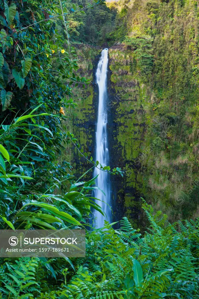 Akaka Falls, Akaka, USA, United States, America, Hawaii, Big Island, waterfall, cataract, rain forest