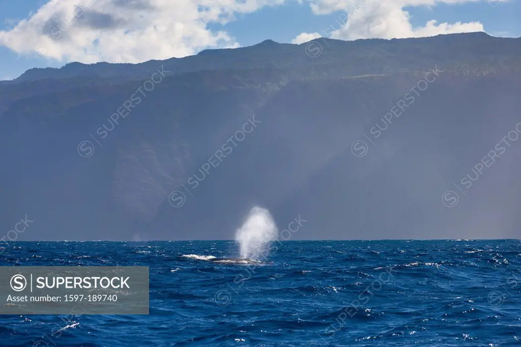 Pali, coast, USA, United States, America, Hawaii, Kauai, sea, Pacific, coast, whale, blowing out