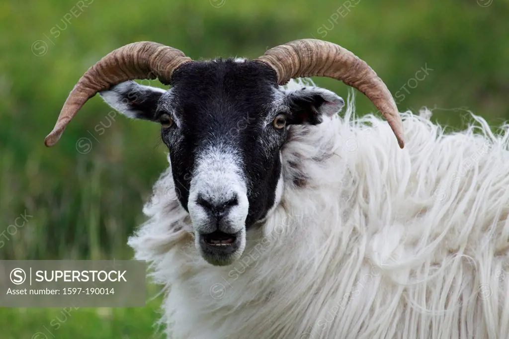 Horn, horns, portrait, sheep, Scotland, Scottish Blackface,