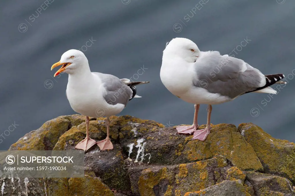 2, Great Britain, Europe, Larus argentatus, sea, sea bird, seagull, portrait, European, summer, Staple Island, bird, herring gull, stand, standing,