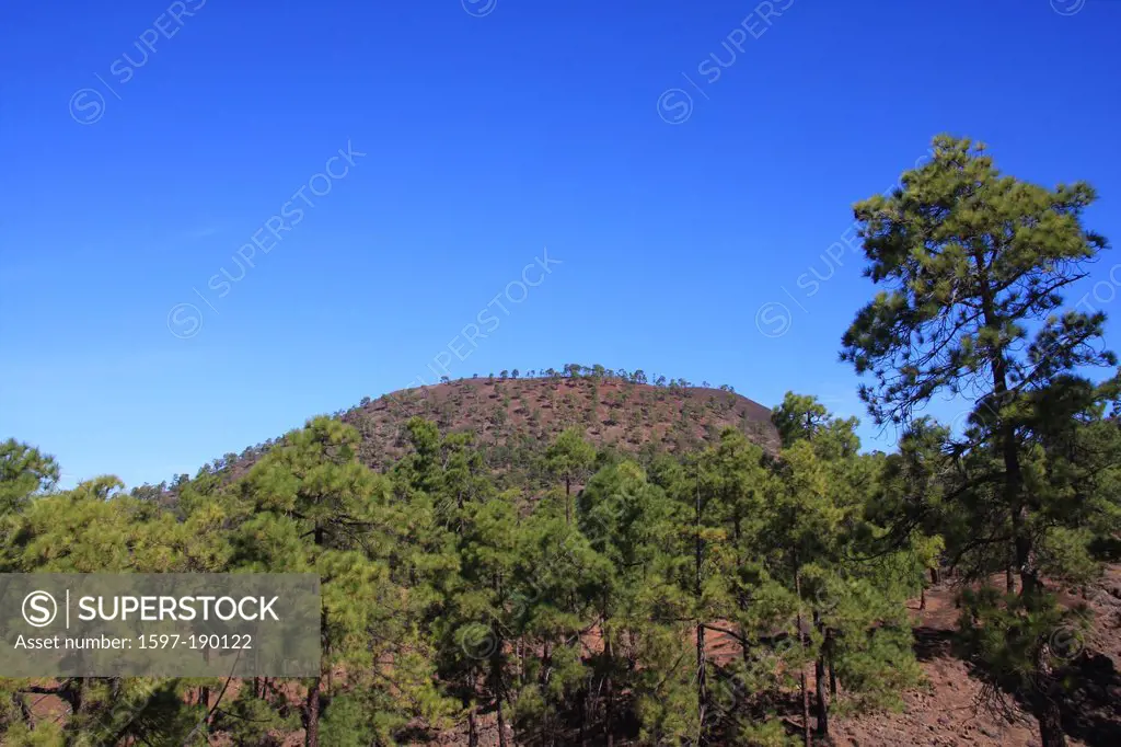 Spain, Europe, Canary islands, Tenerife, scenery, landscape, volcanical, Pinar de Chio, pines, pines, wood, forest,