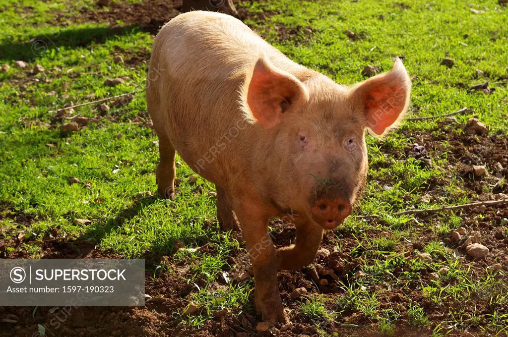 Balearic Islands, Majorca, Spain, Europe, pig, agriculture, agricultural, outside, nobody,