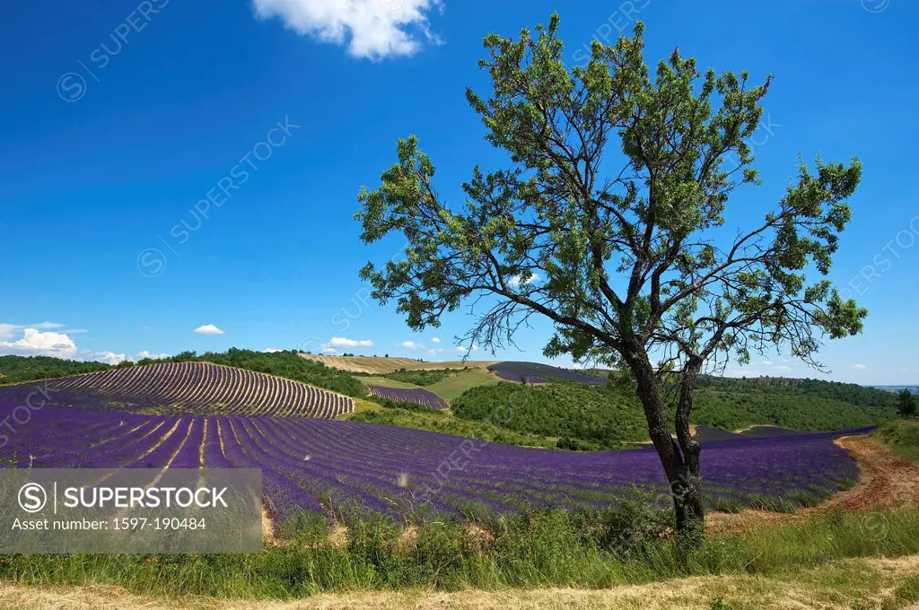 France, Europe, Provence, South of France, lavender, lavender blossom, lavender field, lavender fields, scenery, landscape, agriculture, agricultural,...