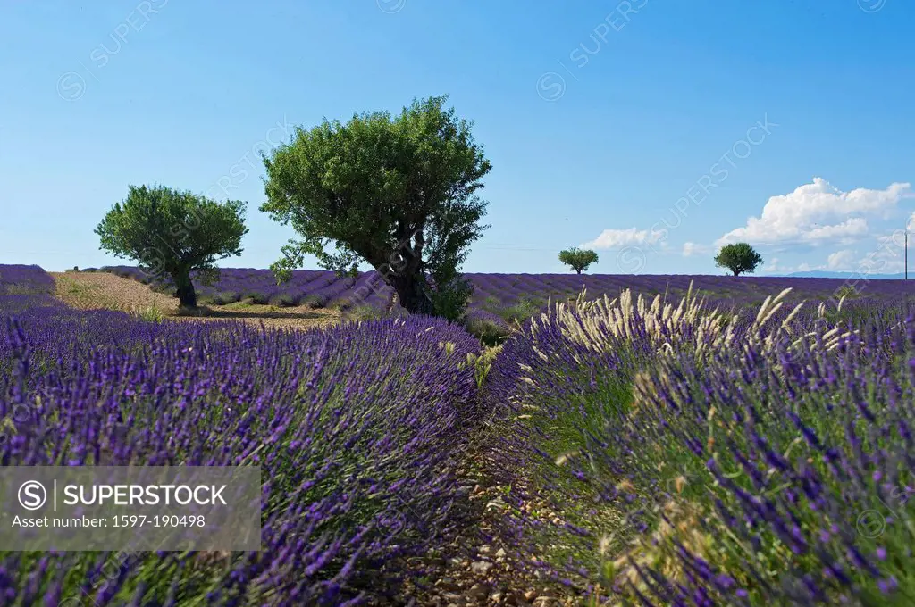 France, Europe, Provence, South of France, lavender, lavender blossom, lavender field, lavender fields, scenery, landscape, agriculture, agricultural,...