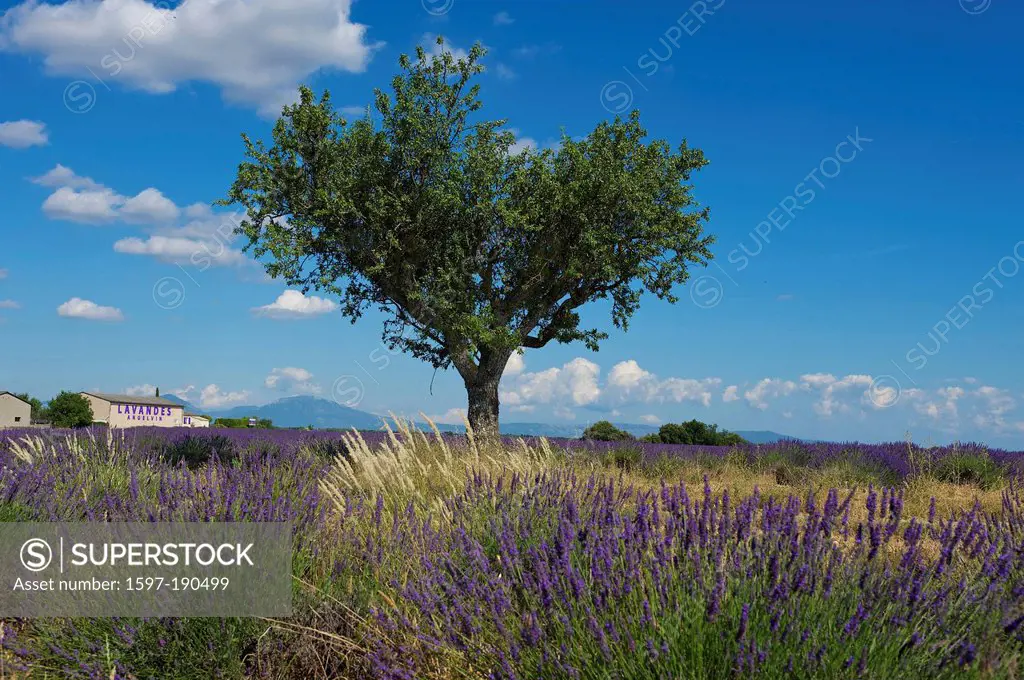 France, Europe, Provence, South of France, lavender, lavender blossom, lavender field, lavender fields, scenery, landscape, agriculture, agricultural,...