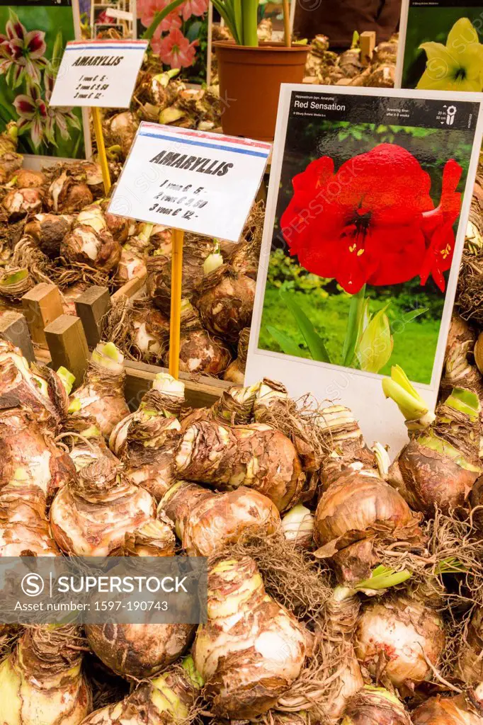 Amaryllis bulbs for sale at Flower market