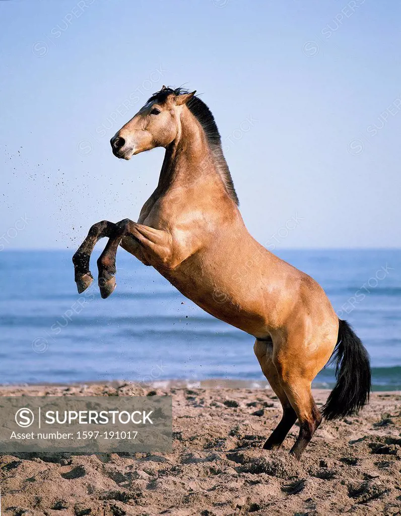 Animal, horse, rear, beach, seashore, sand, sea