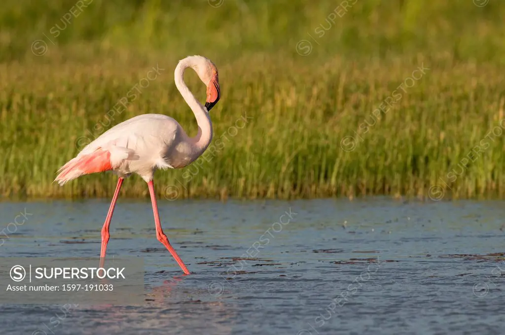 Animal, bird, flamingo, France, Camargue, Phoenicopterus roseus, water,