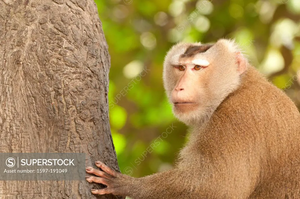 Animal, monkey, Macaca leonina, Northern Pig-tailed Macaque, northern Northern Pig-tailed Macaque, Thailand