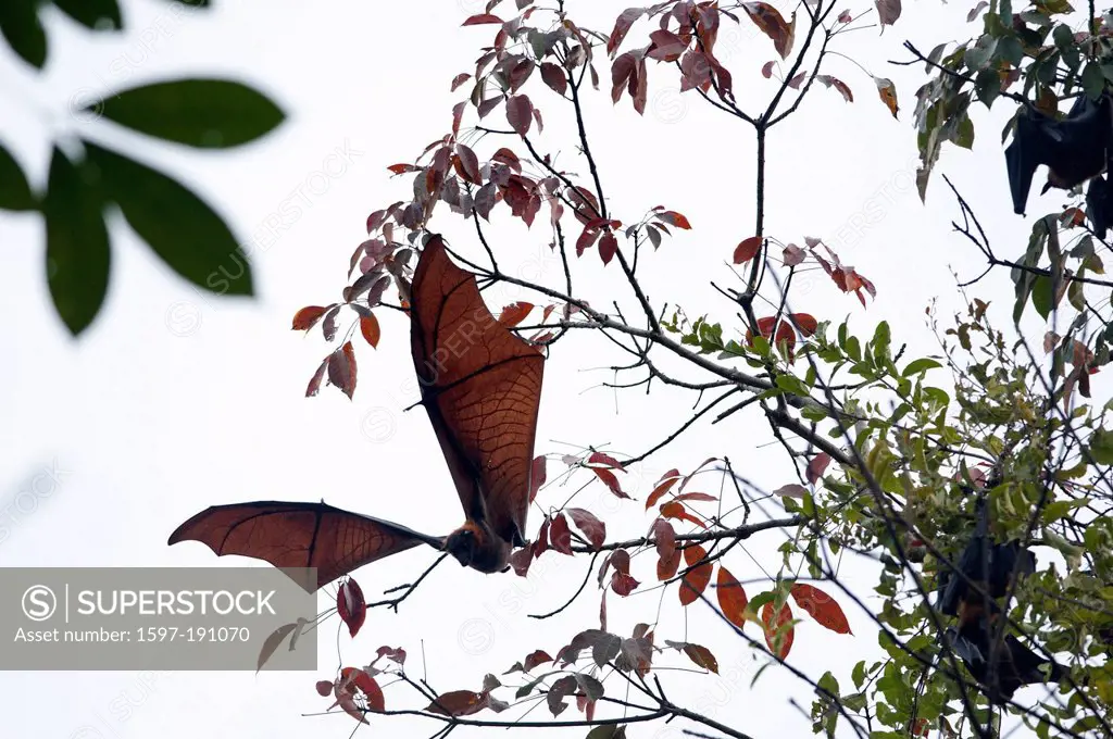 Animal, Pteropus vampyrus, bat, Kalong, Large flying Fox Thailand