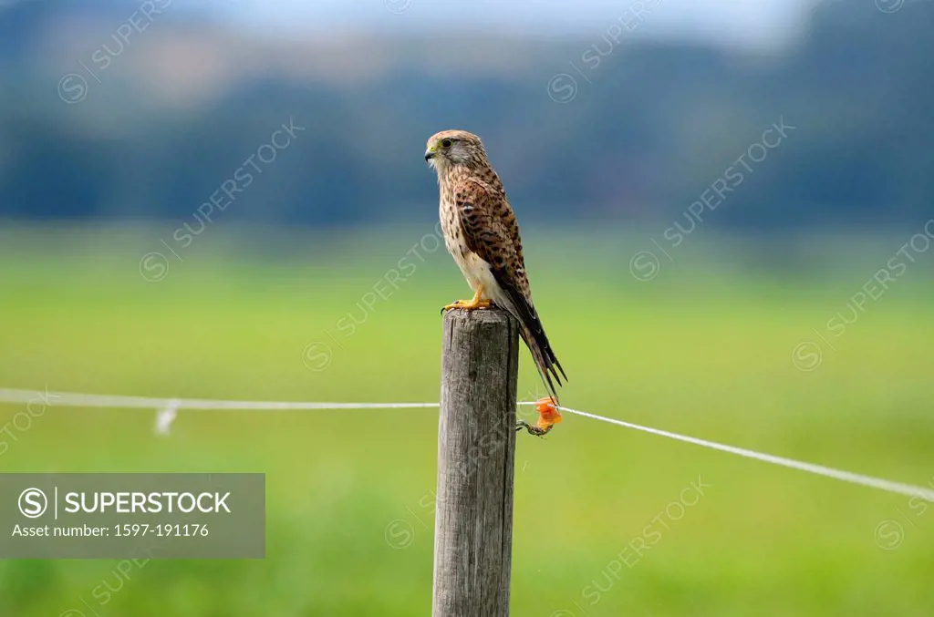 Common Kestrel, Falco tinnunculus, Falconidae, Falcon, bird of prey, bird, Baden-Württemberg, Germany