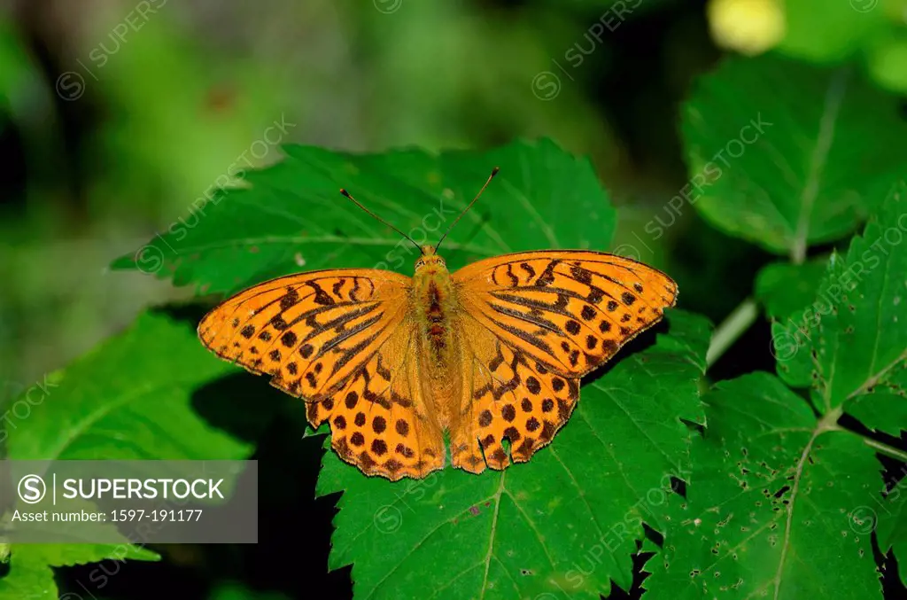 Silver-washed Fritillary, Argynnis paphia, Nymphalidae, male, butterfly, inscet, animal, Baden-Würtemberg, Germany