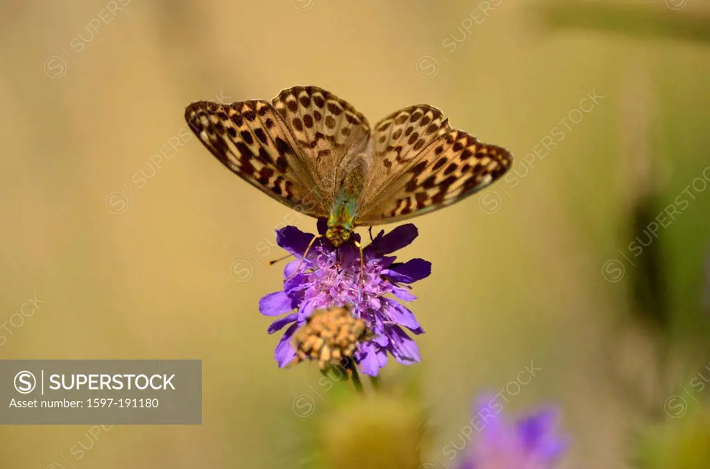 Silver-washed Fritillary, Argynnis paphia, Nymphalidae, female, butterfly, inscet, animal, Untervaz, Canton, Grisons, Switzerland, Europe,