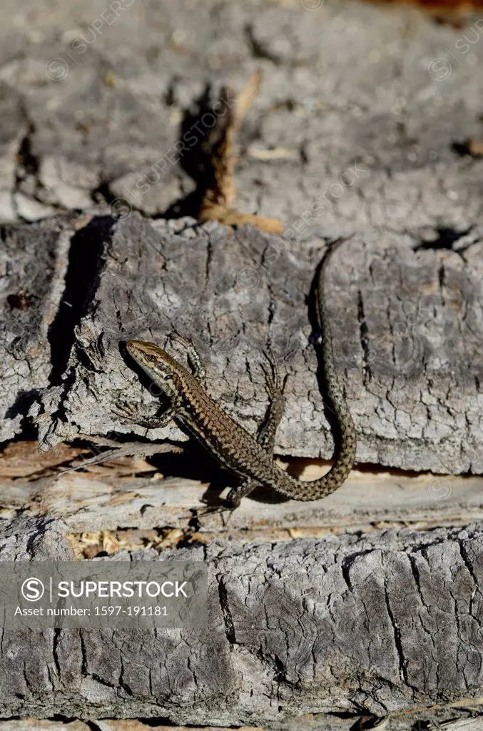 Common wall lizard, Podarcis muralis, Lacertidae, lizard, animal, reptile, Agarn, Canton Valais, Switzerland, Europe,