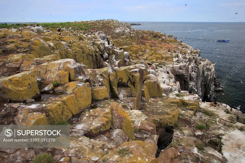 England, Farne, Farne Islands, rocks, cliffs, Great Britain, Europe, island, isle, Islands, coast, mass, seagull, sea gulls, nesting place, site, Nort...