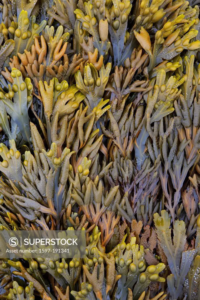 Detail, detail, England, rock, cliff, Great Britain, Europe, background, coast, pattern, Northumberland, plant, seaweed, vegetation, abstract