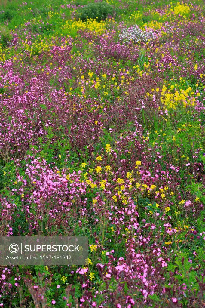 Detail, flower, flower meadow, detail, England, spring, spring flowers, spring meadow, Great Britain, Europe, background, pattern, Northumberland, pla...