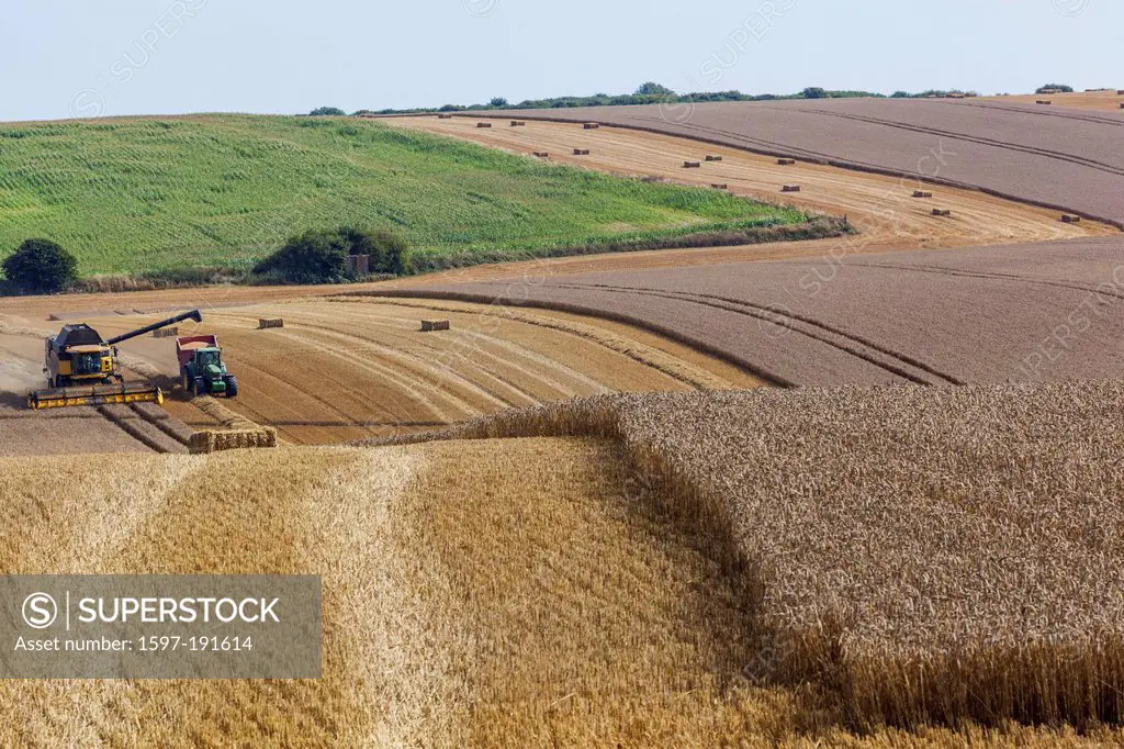 UK, United Kingdom, Europe, Great Britain, Britain, England, Kent, Farming, Agriculture, Wheat, Wheat Fields, Wheat Harvesting, Fields, Harvesting, Ha...