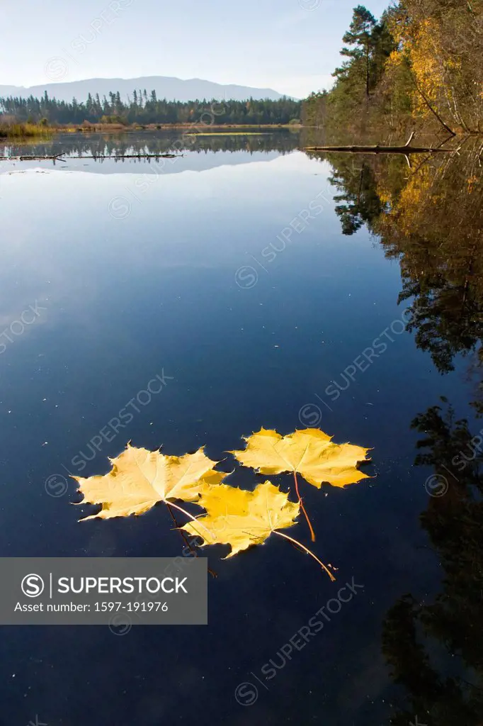 Bavaria, Germany, Upper Bavaria, Traunstein, tree, leaf, maple, autumn, water, autumnal, back light, sun, glitters, reflect, sunray, reflection, water...