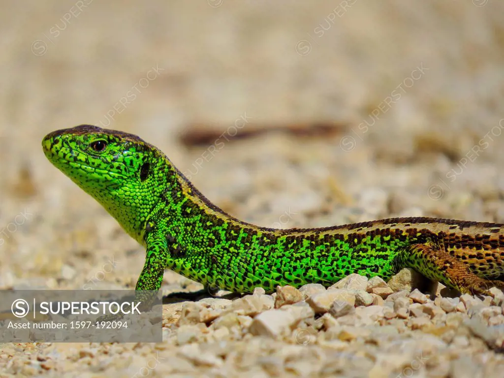 Animal, reptile, lizard, fence lizard, Lacerna agilis, male, pebbles, stones