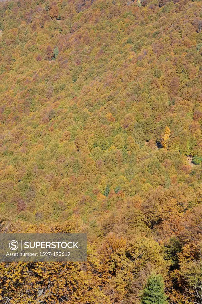 Switzerland, Ticino, Colla, valley, wood, forest, autumn