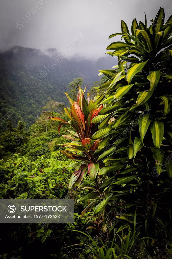 View of tropical foliage is cloud forest La Fortuna, Costa Rica, Central America