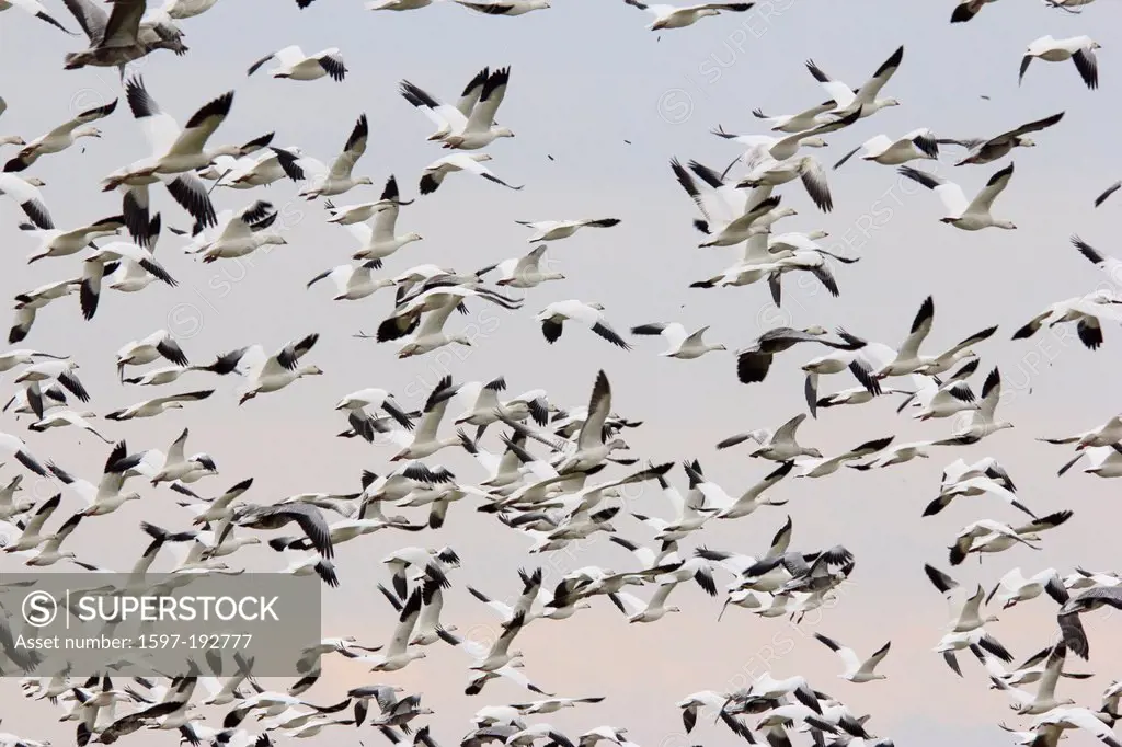 Chen caerulescens, geese, Hagerman, Lake Texoma, Snow Goose, Texas, TX, USA, United States, America, swarm, flying, birds