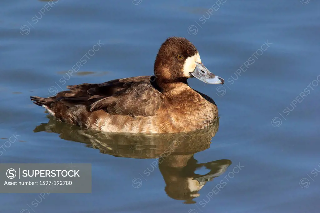 Aythya affinis, ducks, USA, United States, America, Duck Creek, female, Lesser Scaup, Richardson, Texas, USA, United States, America,