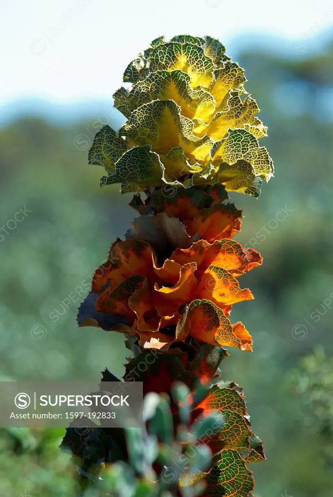 Australia, flowers, Fitzgerald, national park, Hakea, Western Australia, plant