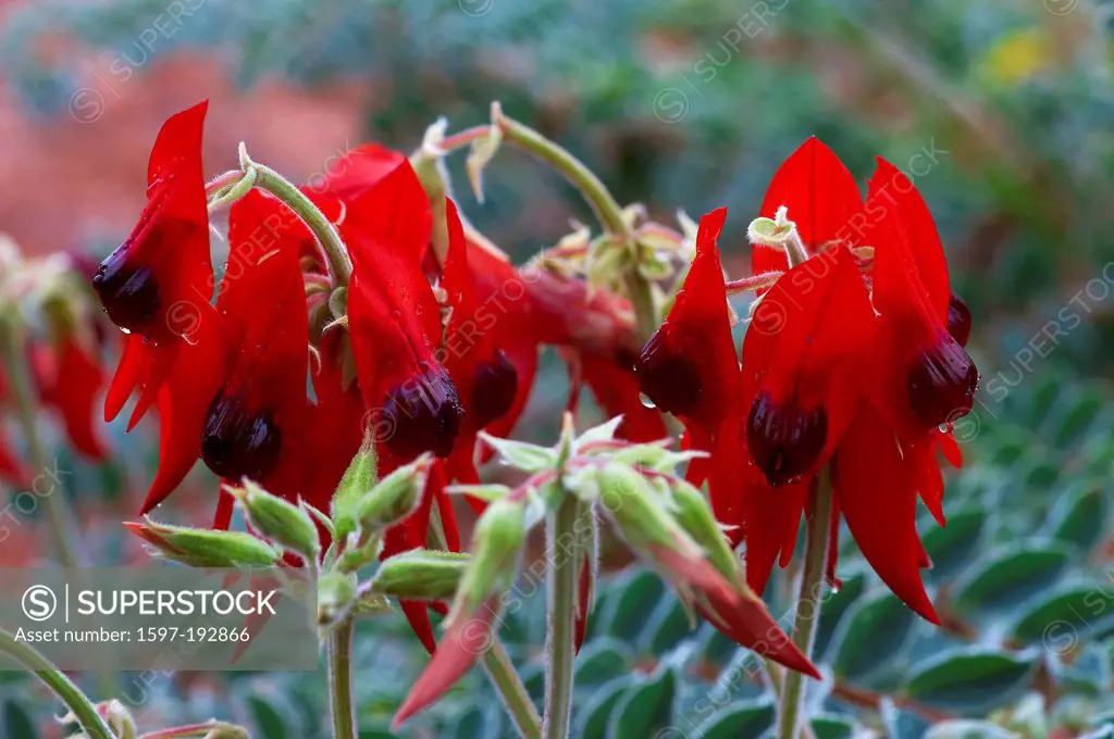 Australia, flowers, Millstream Chichester, national park, Sturt´s Desert Pea, Western Australia, red
