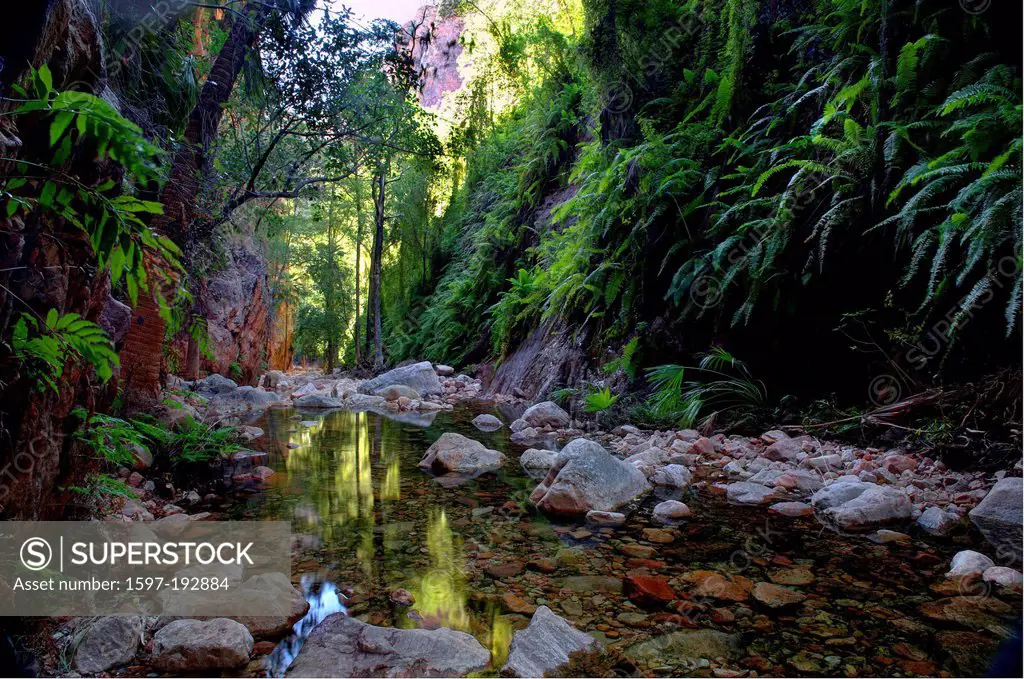 Australia, brook, El Questro, rain forest, reflection, Western Australia, creek,