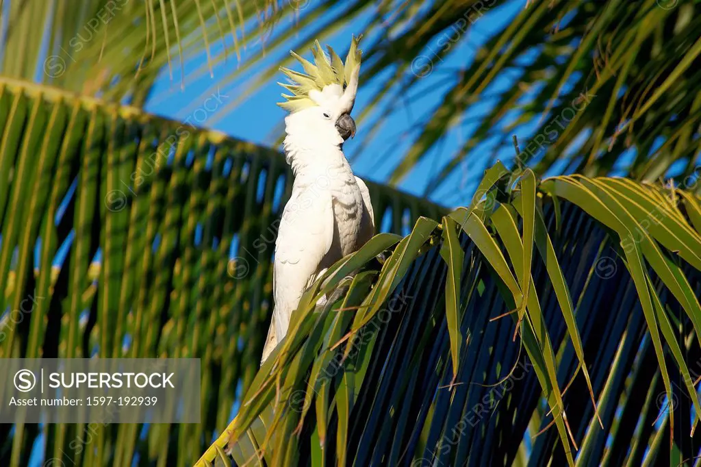 Australia, cockatoo, white, Queensland, animal, birds, Whitsunday Island