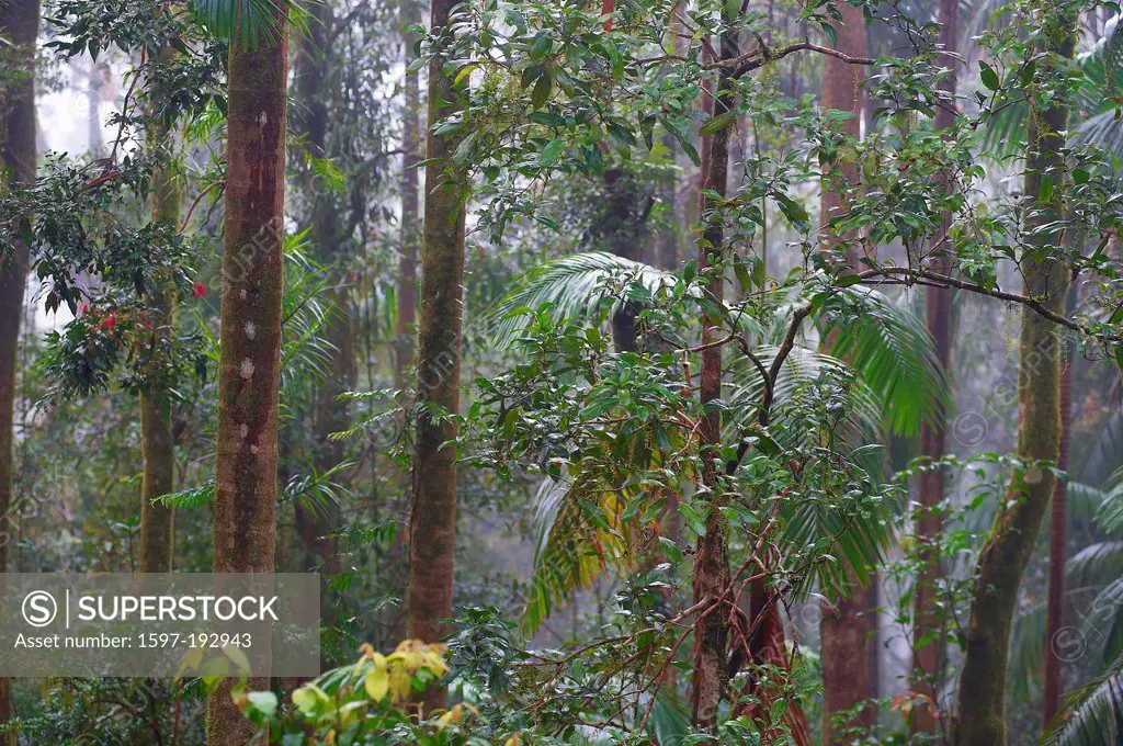 Australia, Eungella, national park, Queensland, rain forest, wood, forest,