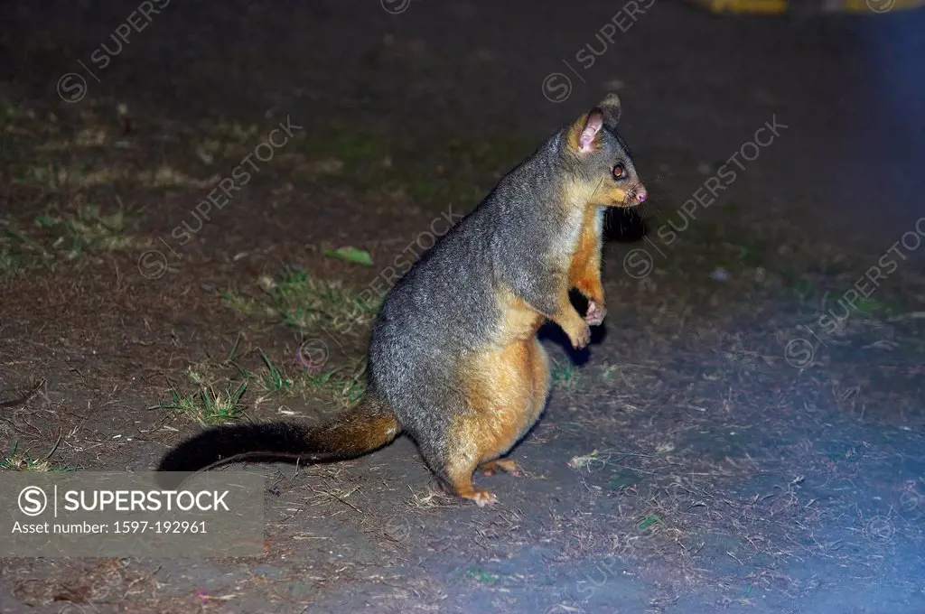 Australia, Cania Gorge, national park, Possum, Queensland, animal, opossum