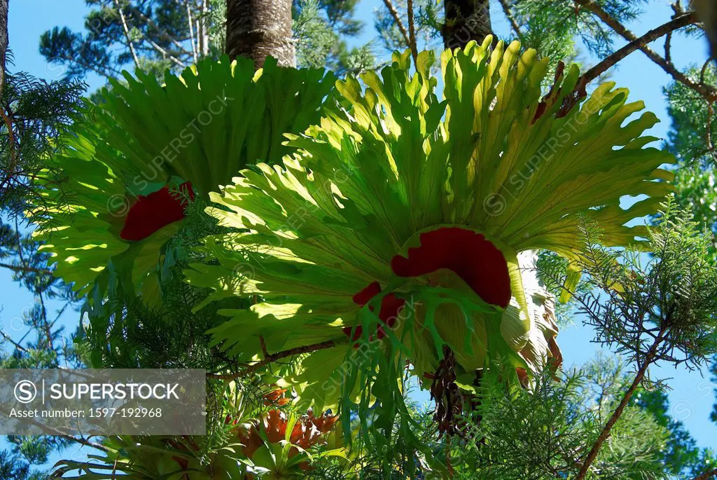 Australia, Fraser Island, national park, Queensland, rain forest, sheets, leaves,