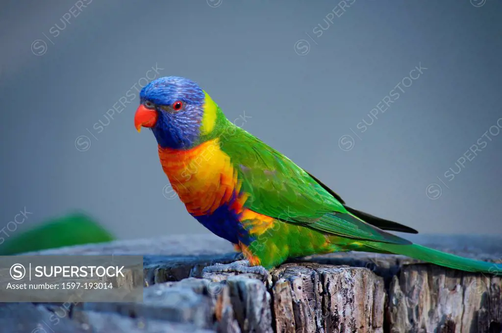 Australia, Booderee, national park, New South Wales, parrots, animal, Cacatuidae, bird, rainbow lorikeet,