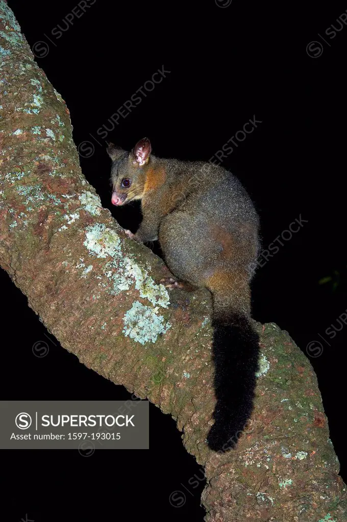 Australia, Booderee, national park, New South Wales, Possum, animal, opossum, opossum